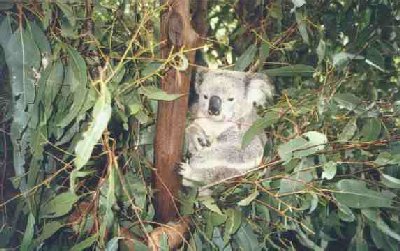 koala.jpg (38328 bytes)